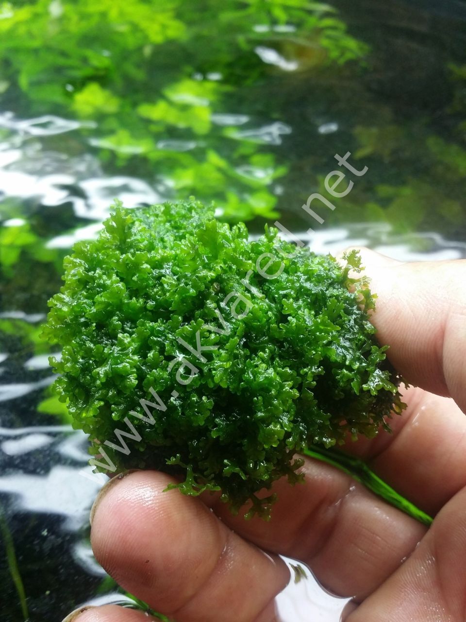Riccardia chamedryfolia / Mini Pellia Moss 250 gr ÖN SİPARİŞ