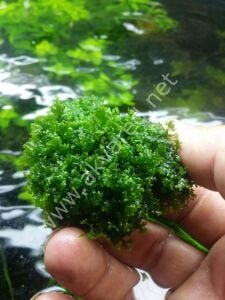 Riccardia chamedryfolia / Mini Pellia Moss 250 gr ÖN SİPARİŞ