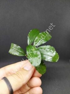 Bucephalandra blue series ADET