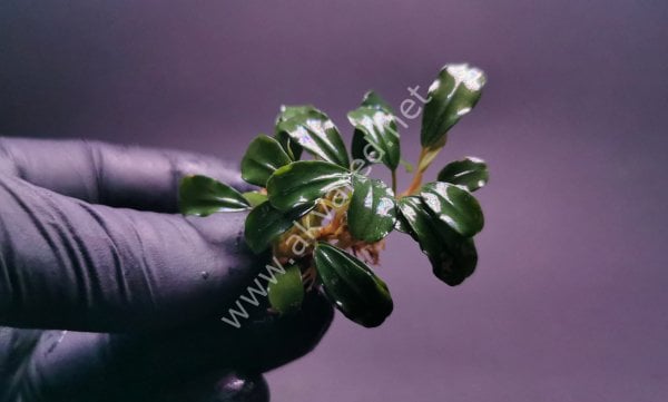 Bucephalandra mini venus 10X10CM PORSİYON