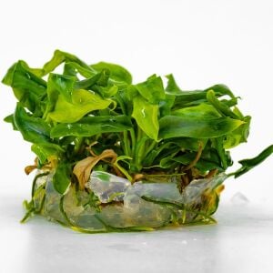 Anubias minima Premium POT