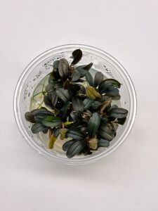 Bucephalandra brownie phoenix Premium POT