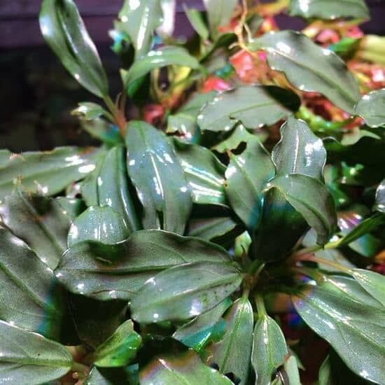 Bucephalandra silver aurora PORSİYON 10x10cm