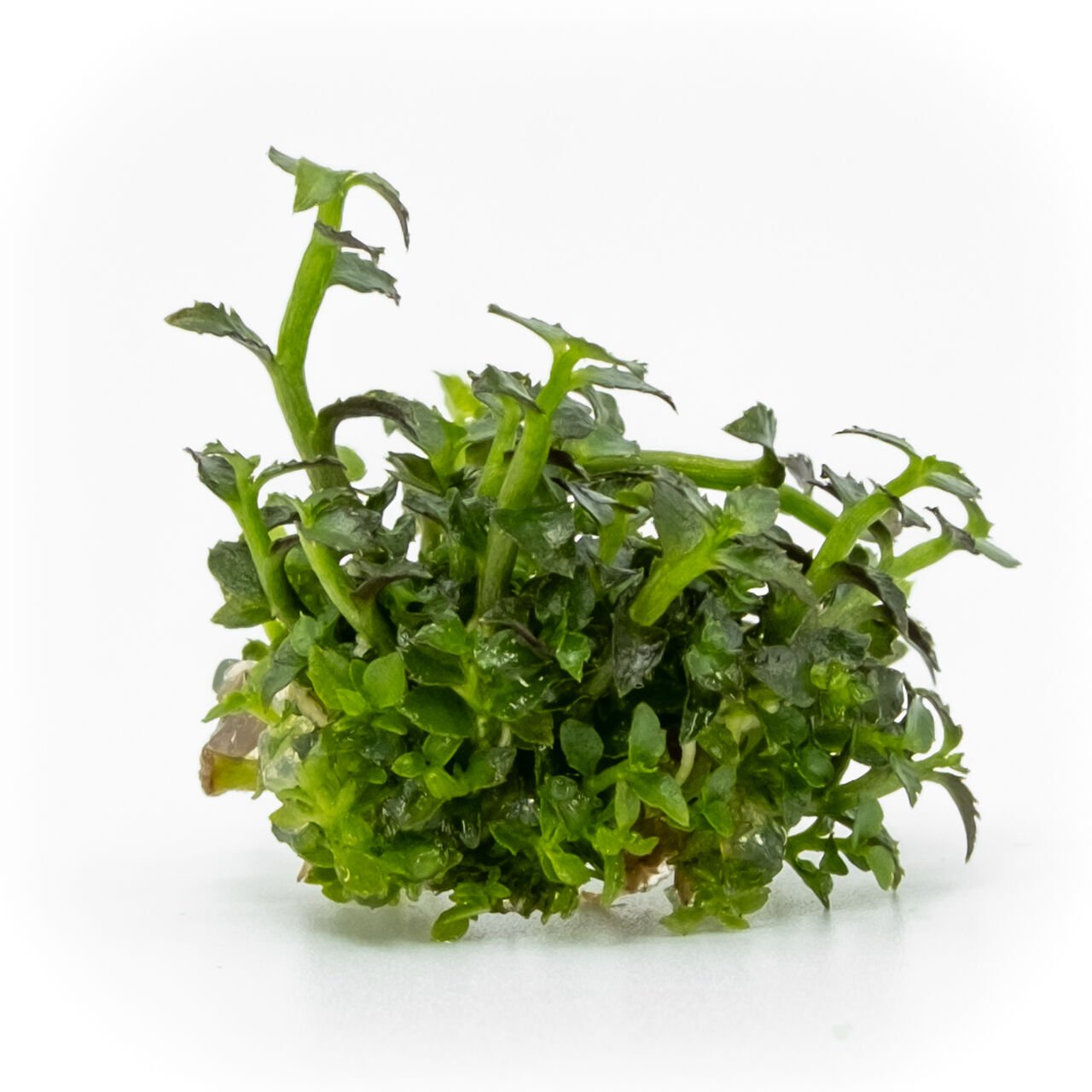 Ammannia towuti EXVITRO