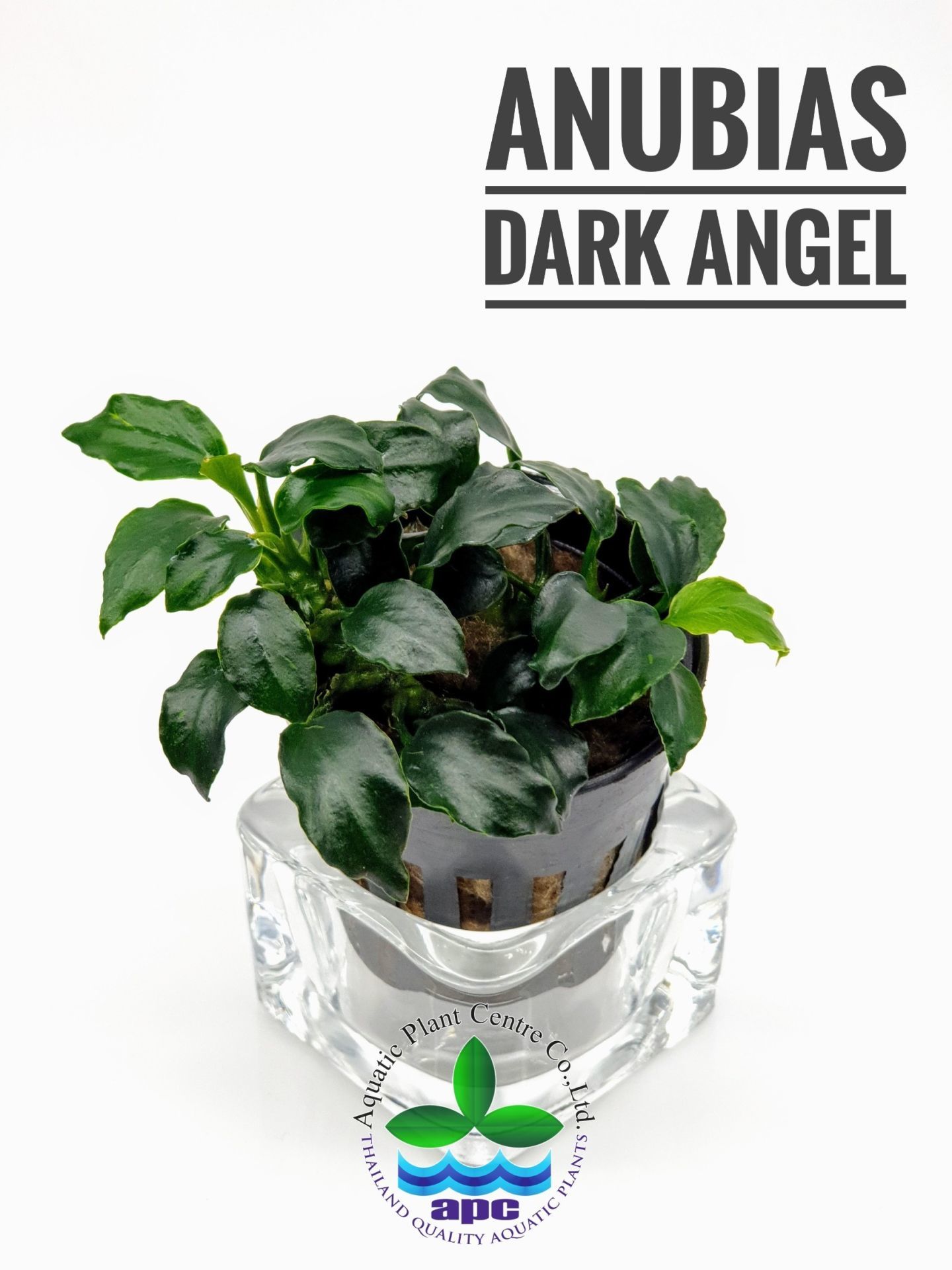 Anubias dark angel ADET