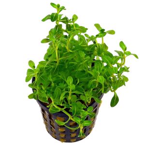 Cuphea anagalloidea İTHAL BUKET