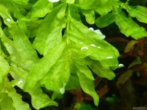 Ludwigia inclinata green İTHAL BUKET